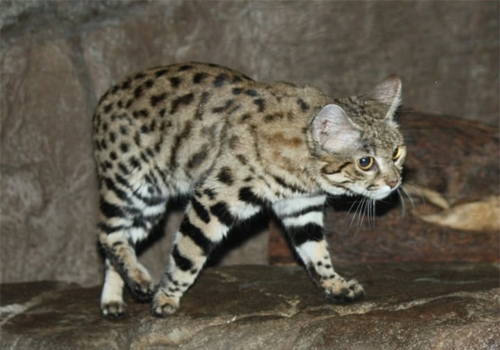 Choáng ngợp trước sức mạnh của những loài mèo hoang dã lớn nhất thế giới - 2