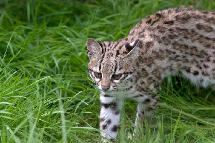 Choáng ngợp trước sức mạnh của những loài mèo hoang dã lớn nhất thế giới - 3