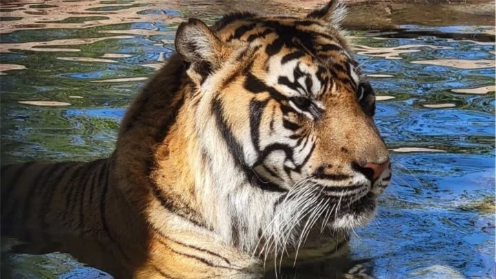 Choáng ngợp trước sức mạnh của những loài mèo hoang dã lớn nhất thế giới - 4