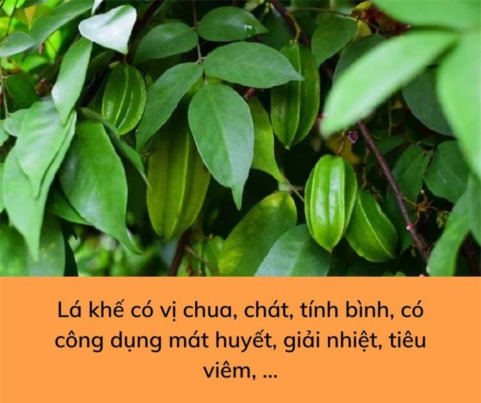 Lợi ích sức khoẻ và một số bài thuốc chữa bệnh từ quả, lá và hoa của cây khế - Ảnh 2.