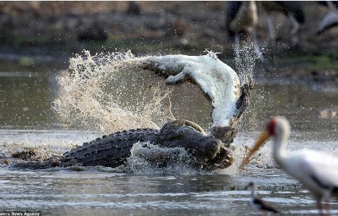 Thót tim cảnh cá sấu chúa “xử tử” đồng loại