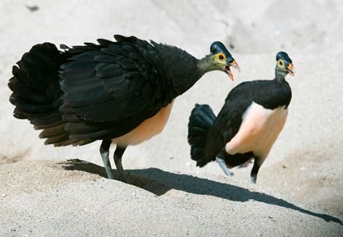 Ngắm loài chim ấp trứng từ nhiệt núi lửa, mới nở đã bay: