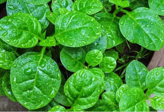 Những điều đại kỵ khi ăn rau mồng tơi vào mùa hè