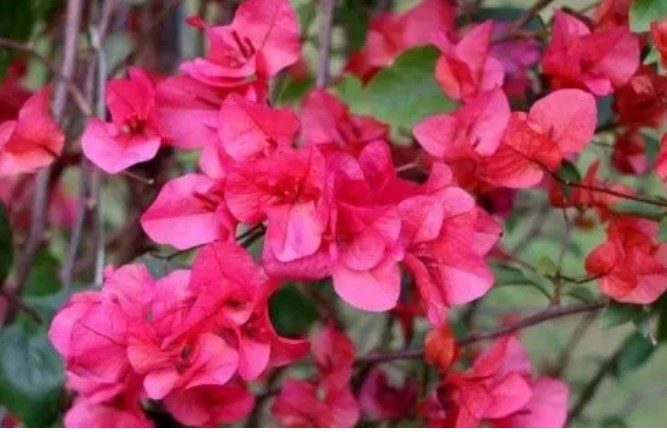 Hoa giấy ưng nhất 4 điều này, ai làm được, hoa trổ bông đầy cành, nở rực rỡ quanh năm