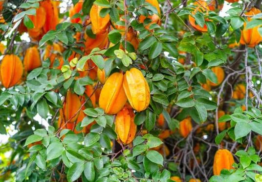 Lợi ích sức khỏe và một số bài thuốc từ quả, lá, hoa khế