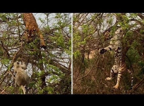 Khỉ con ranh mãnh thoát nanh vuốt báo, lừa hổ ngã đau: