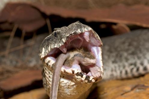 Kỳ quặc loài rắn kịch độc chỉ nằm nhử con mồi