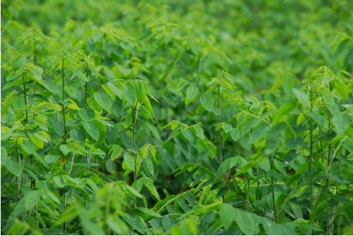 Những công dụng chữa bệnh và làm đẹp tuyệt vời của rau ngót có thể bạn chưa biết