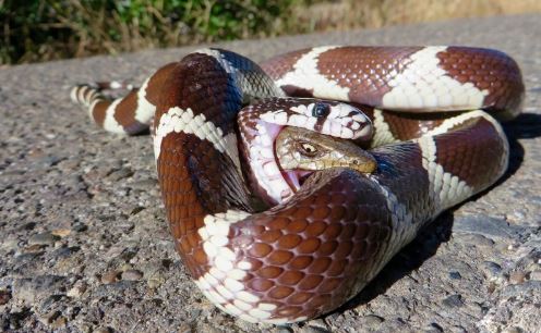 LẠ: Thằn lằn bị nuốt vào bụng vẫn thò đầu cắn lại rắn: