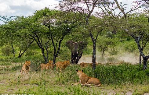 Voi cái “sôi máu” đuổi đàn sư tử chạy loạn lên cây