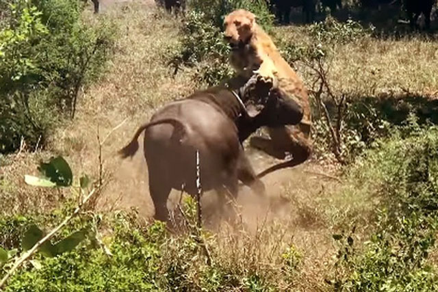 Clip: Đang nằm ngủ, sư tử bị trâu rừng húc tung lên không trung