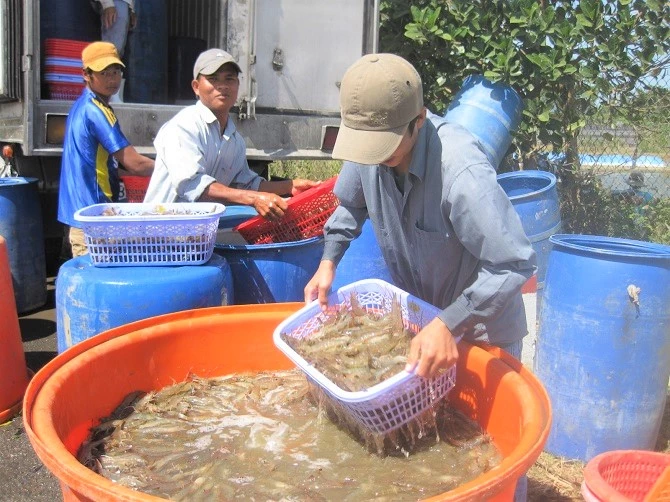 Thu hoạch tôm nuôi ở Sóc Trăng, hiện giá bán không cao.