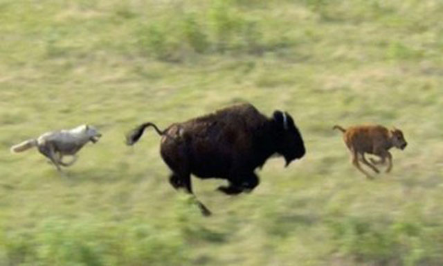 VIDEO: Bò rừng mẹ ngăn bầy sói đói ăn thịt con