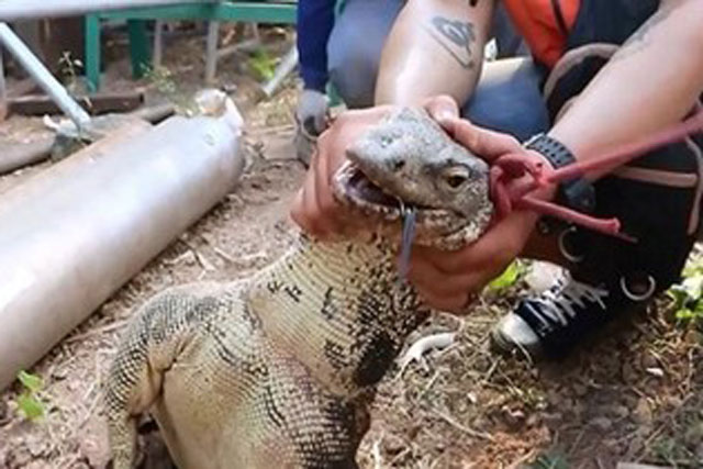 Đôi kỳ đà khổng lồ bị bắt vì giao phối dưới nền nhà máy