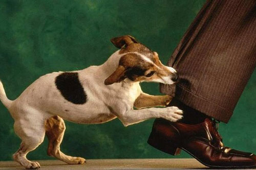 Tại sao người bị chó cắn cứ đến đám ma là phát dại?