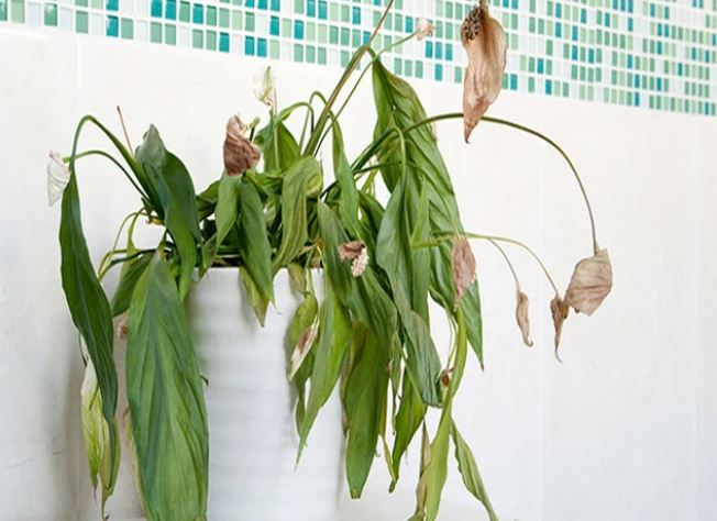 5 vật dù quý đến đâu cũng không nên để lâu trong nhà, cần bỏ ngay để tránh rước hoạ vào nhà