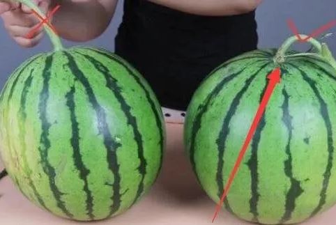 Chọn dưa hấu không cần vỗ vỏ, người trồng mách 1 cách đảm bảo dưa ngọt lịm, vỏ mỏng, ruột đỏ au