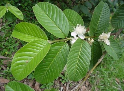 Bí quyết trị viêm da, sạch mụn rất dễ mà bạn chưa biết