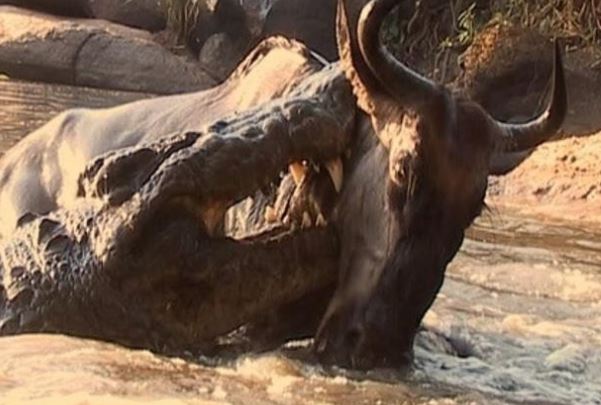 Đàn linh dương bị 300 con cá sấu phục kích trên sông châu Phi