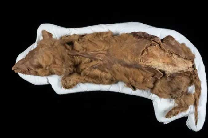 Phát hiện xác ướp kỳ lạ được bảo quản hoàn hảo trong hơn 30.000 năm 