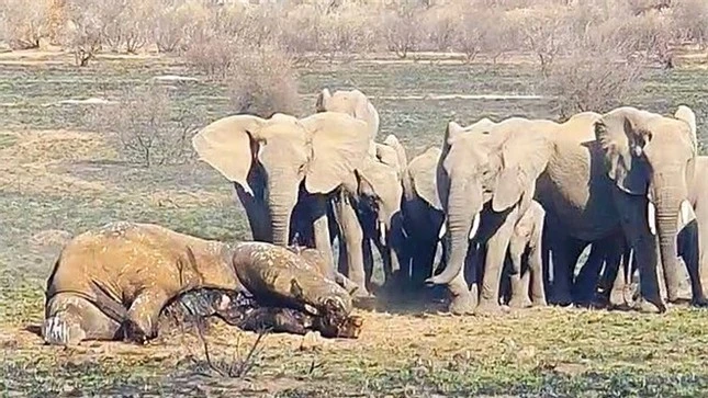 Cận cảnh cuộc chiến tàn khốc khiến voi khổng lồ chết thảm ảnh 1
