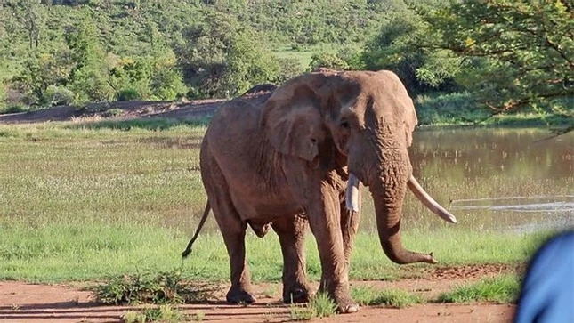 Cận cảnh cuộc chiến tàn khốc khiến voi khổng lồ chết thảm ảnh 2