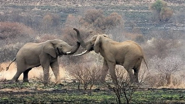 Cận cảnh cuộc chiến tàn khốc khiến voi khổng lồ chết thảm ảnh 3