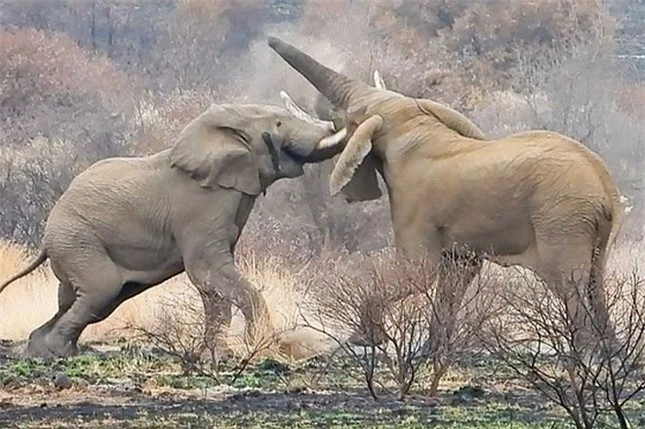 Cận cảnh cuộc chiến tàn khốc khiến voi khổng lồ chết thảm ảnh 4