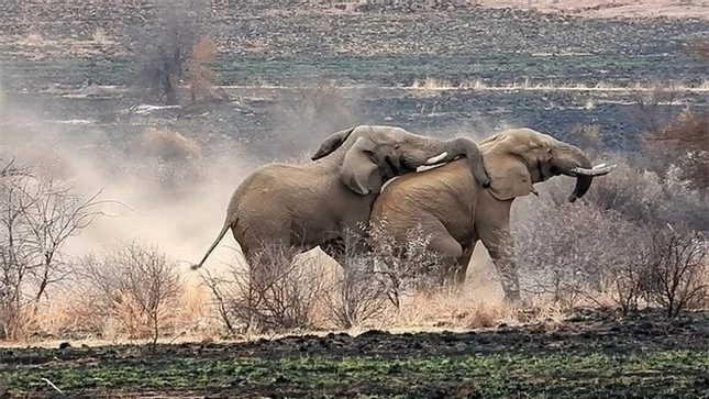 Cận cảnh cuộc chiến tàn khốc khiến voi khổng lồ chết thảm ảnh 5