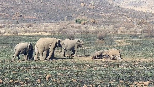 Cận cảnh cuộc chiến tàn khốc khiến voi khổng lồ chết thảm ảnh 6