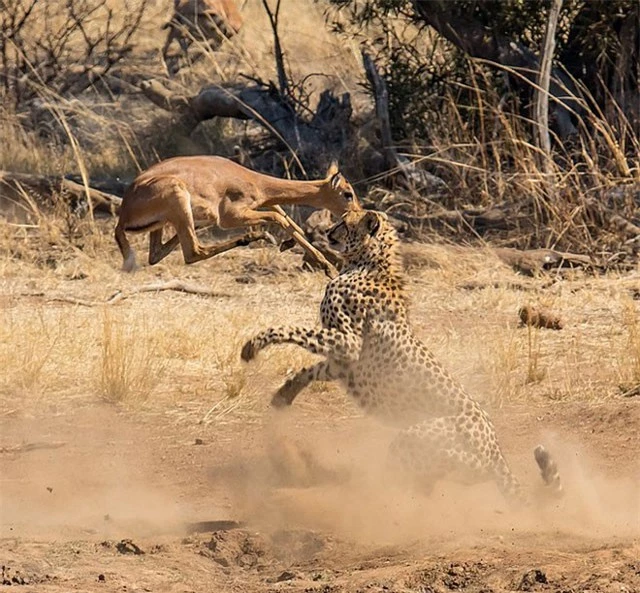 Sự thật bất ngờ phía sau cảnh tượng báo săn ‘vác’ linh dương Impala ảnh 1