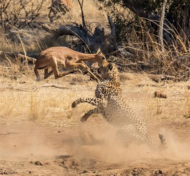 Sự thật bất ngờ phía sau cảnh tượng báo săn ‘vác’ linh dương Impala ảnh 2
