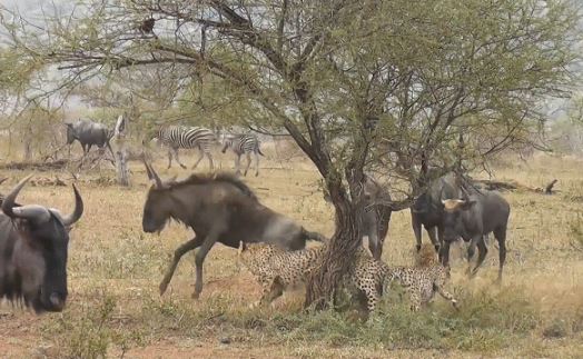 Rủ nhau cà khịa báo săn, đàn linh dương đầu bò nhận bài học nhớ đời