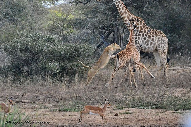 Sư tử tung người lên không trung đoạt mạng hươu cao cổ con