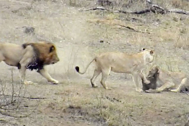 Chuyện lạ: Sư tử đực làm hành động ‘đáng xấu hổ’ giúp lợn bướu thoát chết ngoạn mục