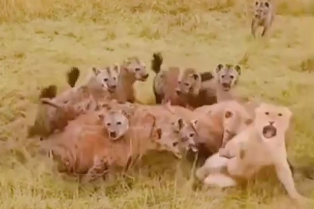 Sư tử bị linh cẩu ‘hành hạ tả tơi’ và màn giải cứu kịch tính