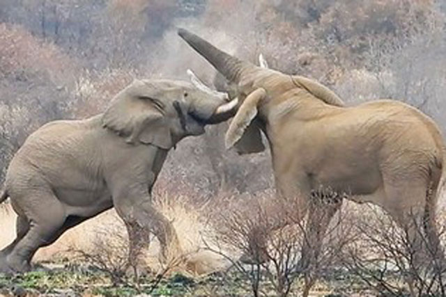 Cận cảnh cuộc chiến tàn khốc khiến voi khổng lồ chết thảm