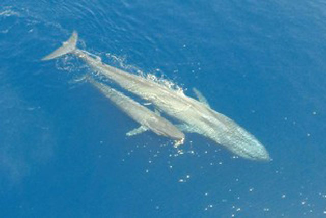 Kỳ diệu khoảnh khắc cá voi xanh cho con bú