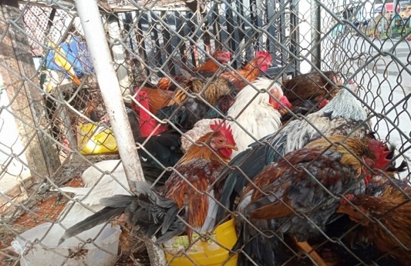 Ngăn chặn, xử lý nghiêm các trường hợp vận chuyển trái phép gia cầm vào Việt Nam