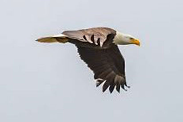 Đại bàng đầu trắng tấn công con mồi từ độ cao 3.000m