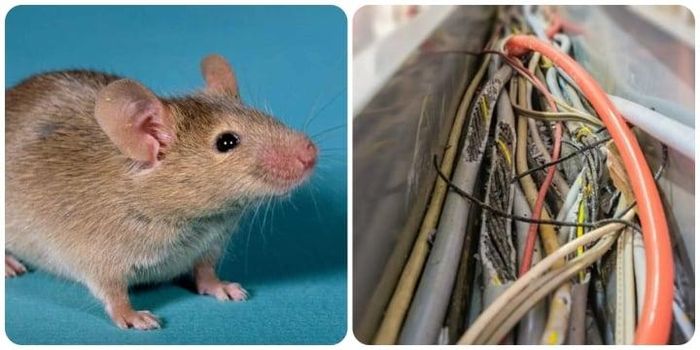 Cách đuổi chuột ra khỏi điều hòa đơn giản nhất 