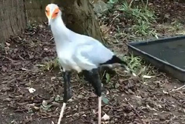 Cách tấn công con mồi kỳ lạ của diều ăn rắn