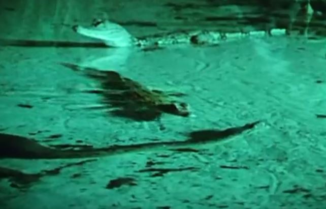 Đại chiến kinh hoàng giữa trăn gấm và sát thủ đầm lầy Nam Mỹ