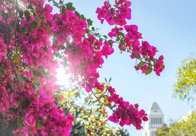 Trồng hoa giấy đừng chỉ tưới nước lã, thêm thìa nước này vào hoa nở suốt cả năm