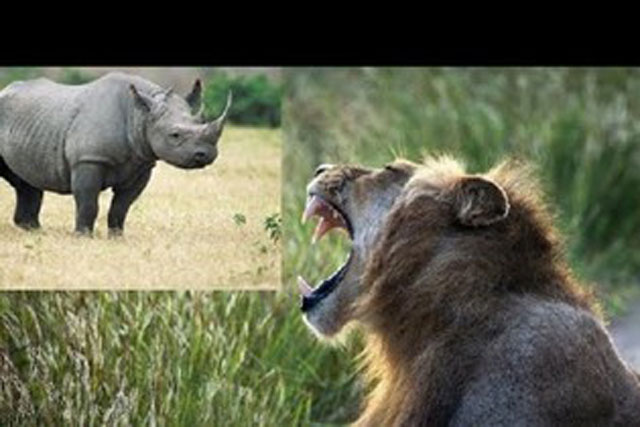 Tê giác 'phá' giấc ngủ của sư tử