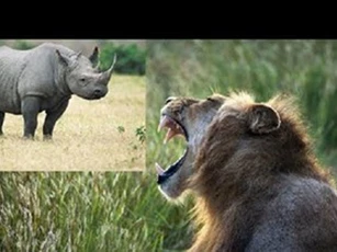 Tê giác 'phá' giấc ngủ của sư tử