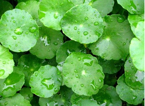 Bó quyết xóa vết sẹo lồi bằng rau má cực kỳ dễ làm