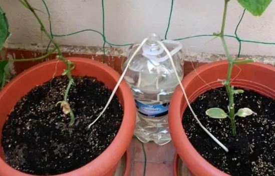 Dù không ở nhà cây vẫn được tưới nước nhờ 5 mẹo thông minh này