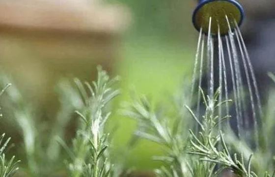 5 loại nước chua giúp đất tơi xốp, lá xanh tươi, hoa nở đều người trồng cây cảnh nên biết