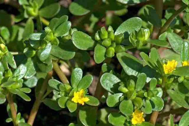 Rau sam: Tưởng là rau dại nhưng lại vừa mát vừa bổ